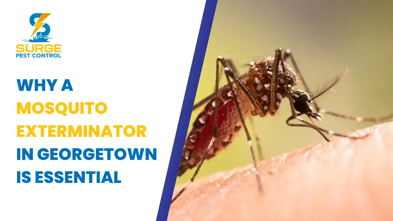 Why a Mosquito Exterminator in Georgetown is Essential