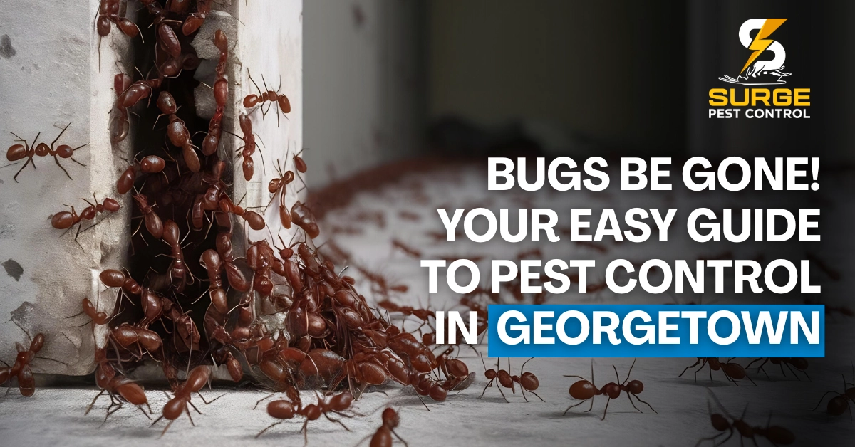 Bugs Be Gone! Your Easy Guide to Pest Control in Georgetown