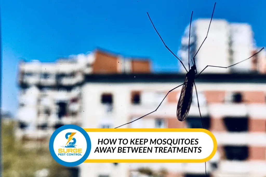 Mosquito Exterminator in Georgetown