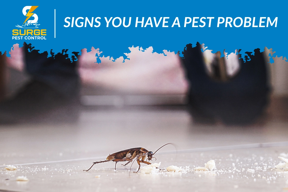 Pest Problem