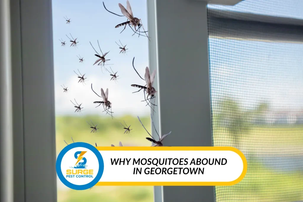 mosquitoes in georgetown control