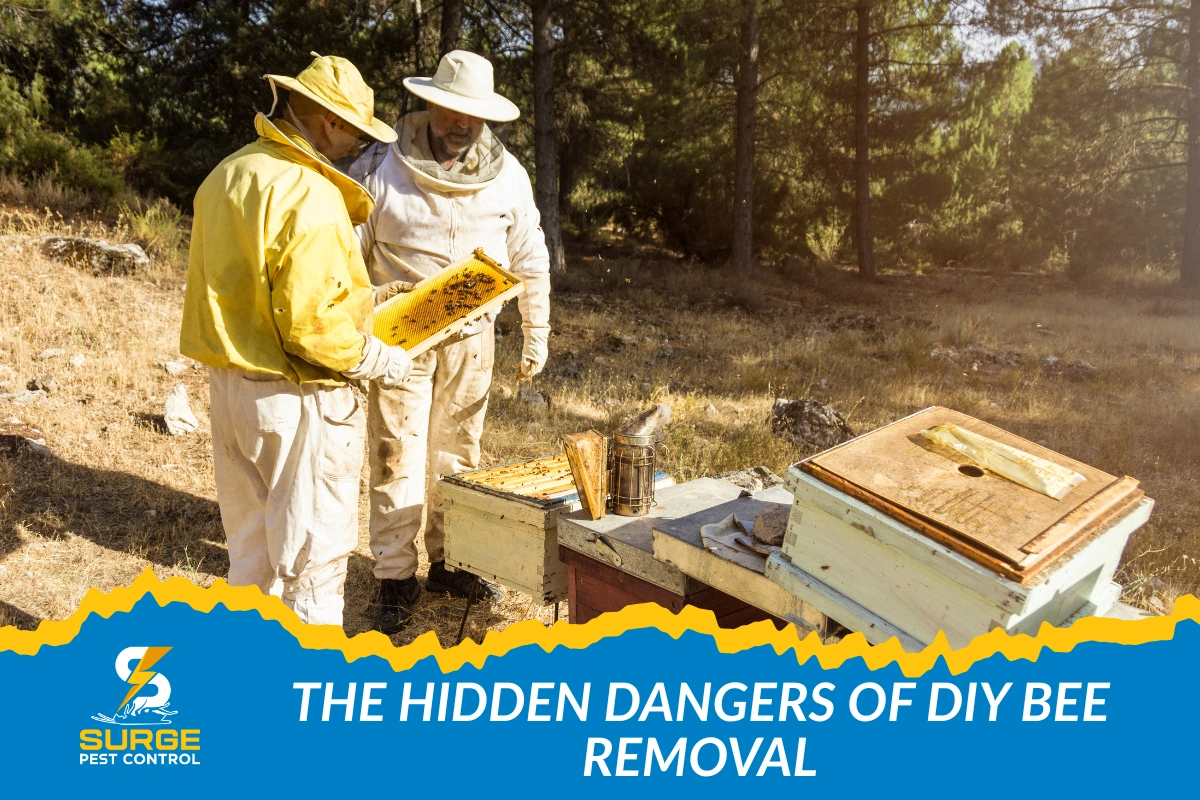 DIY Bee Removal