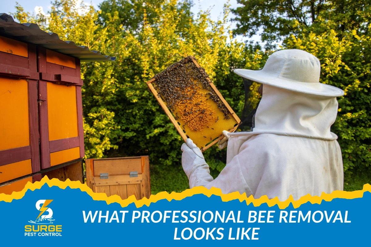 Professional Bee removal
