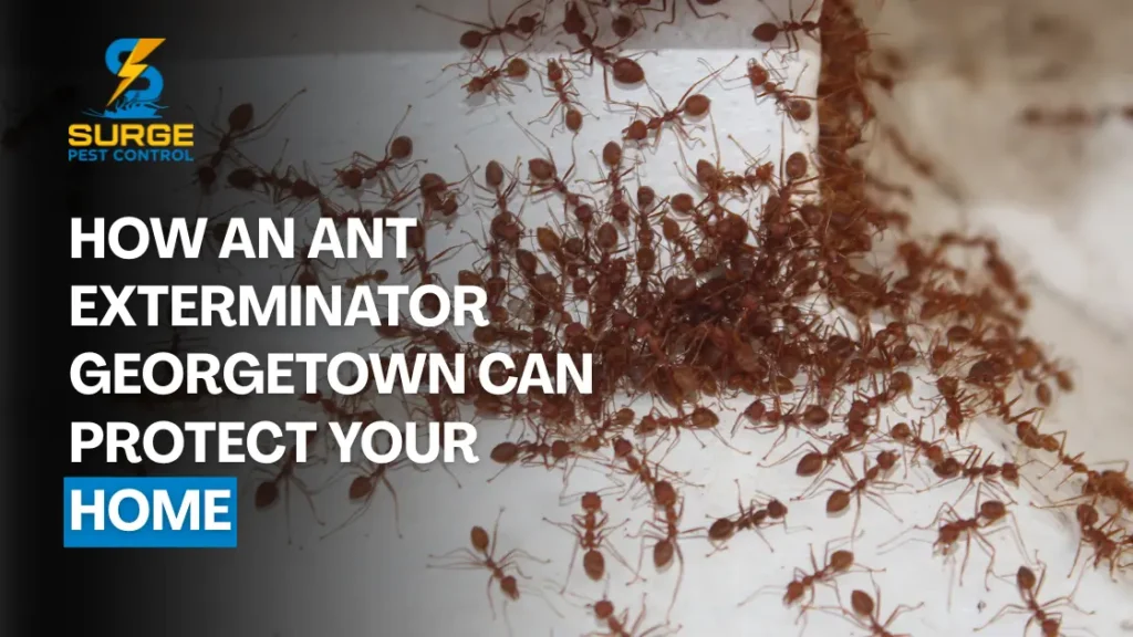 ant exterminator in georgetown