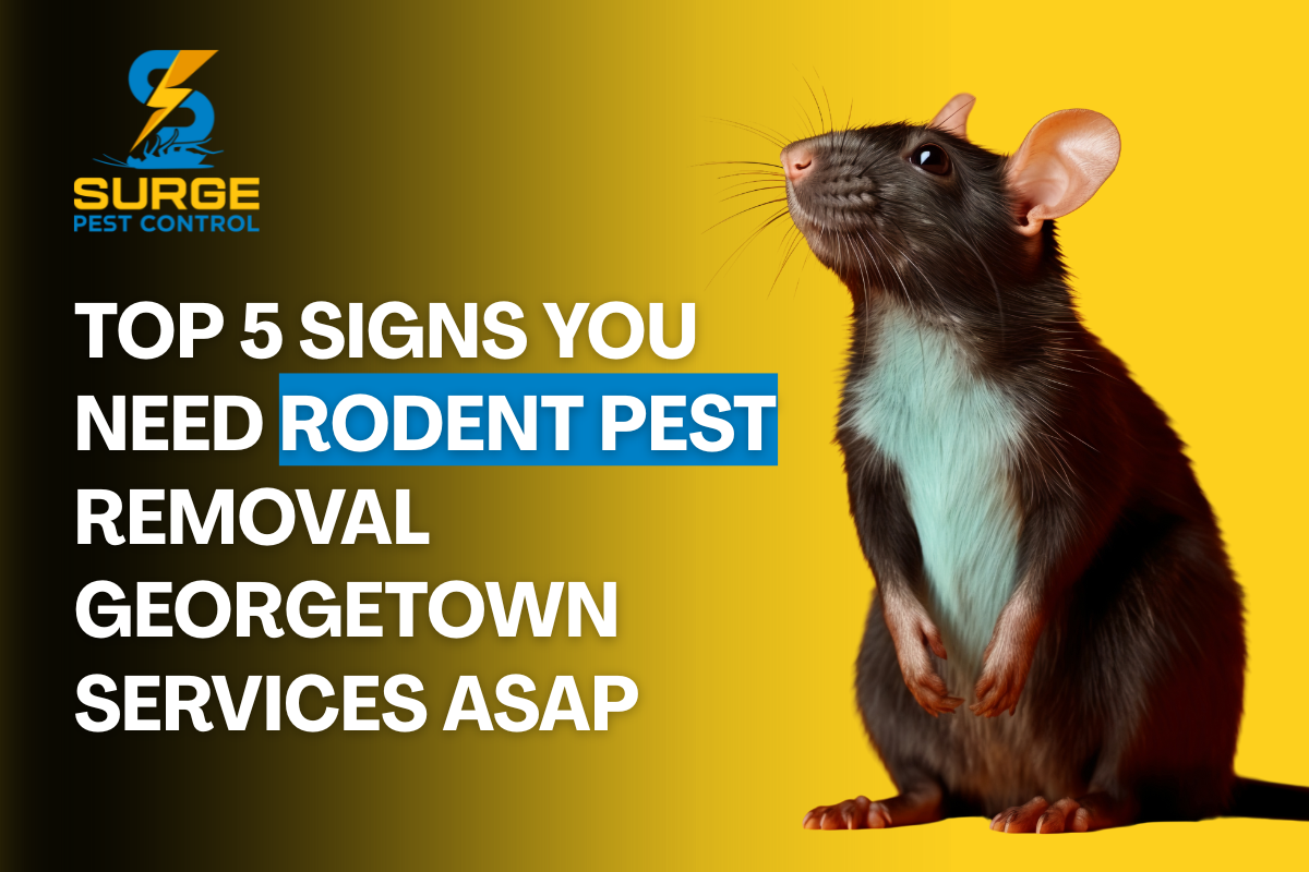 Top 5 Signs You Need Rodent Pest Removal Georgetown Services ASAP