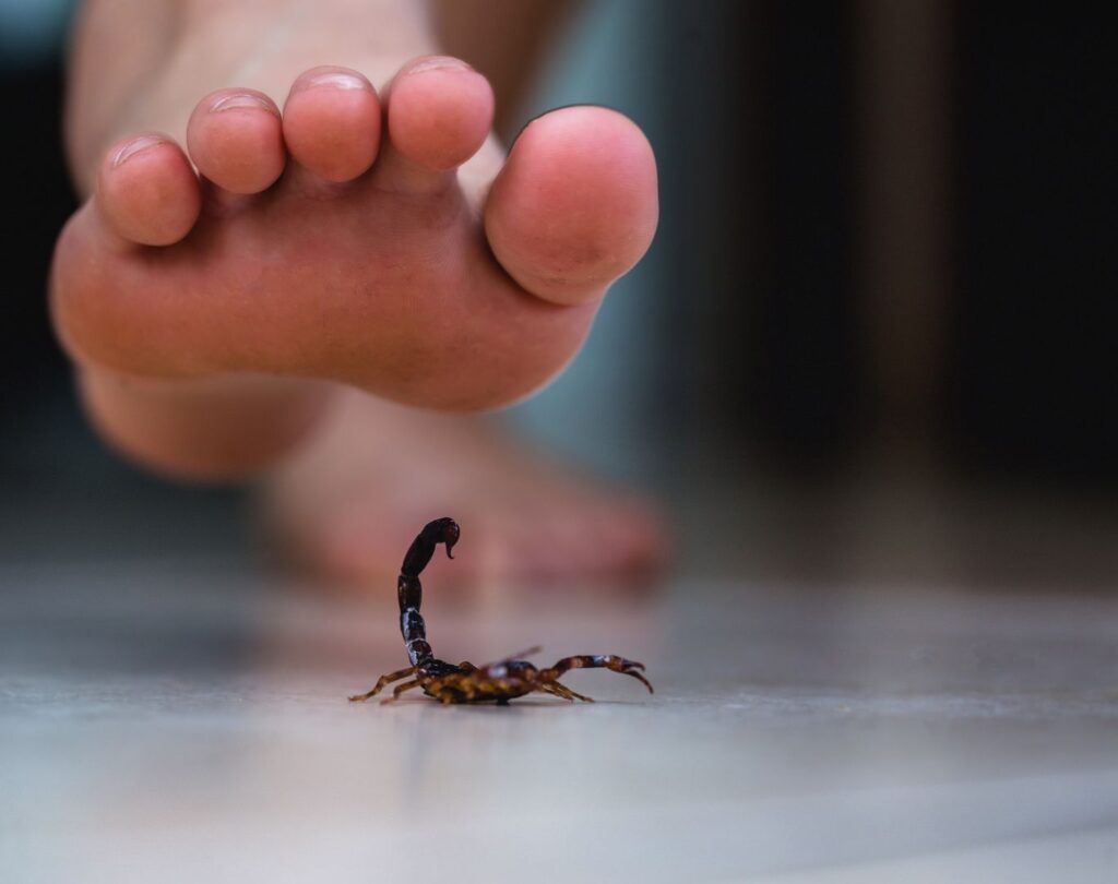 Local scorpion control near me in Cedar Park, TX with proven results