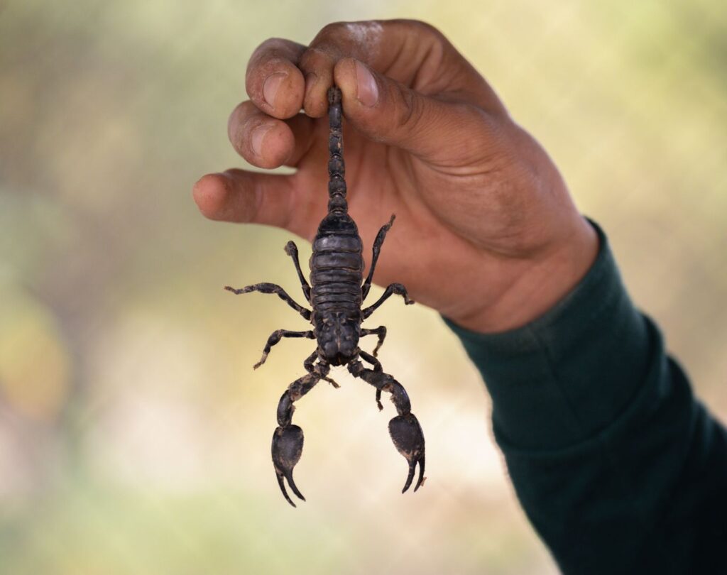 Local scorpion control near me in Liberty Hill, TX with proven results