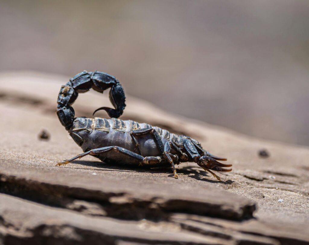 Professional scorpion control in Liberty Hill, TX for safe pest protection