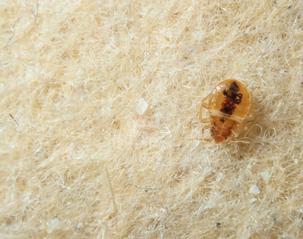 Local bed bug exterminator near me in Hutto, TX with proven results