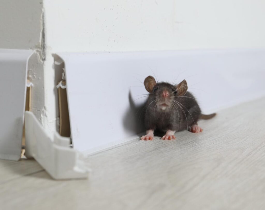 Local rodent control near me in Liberty Hill, TX with proven results