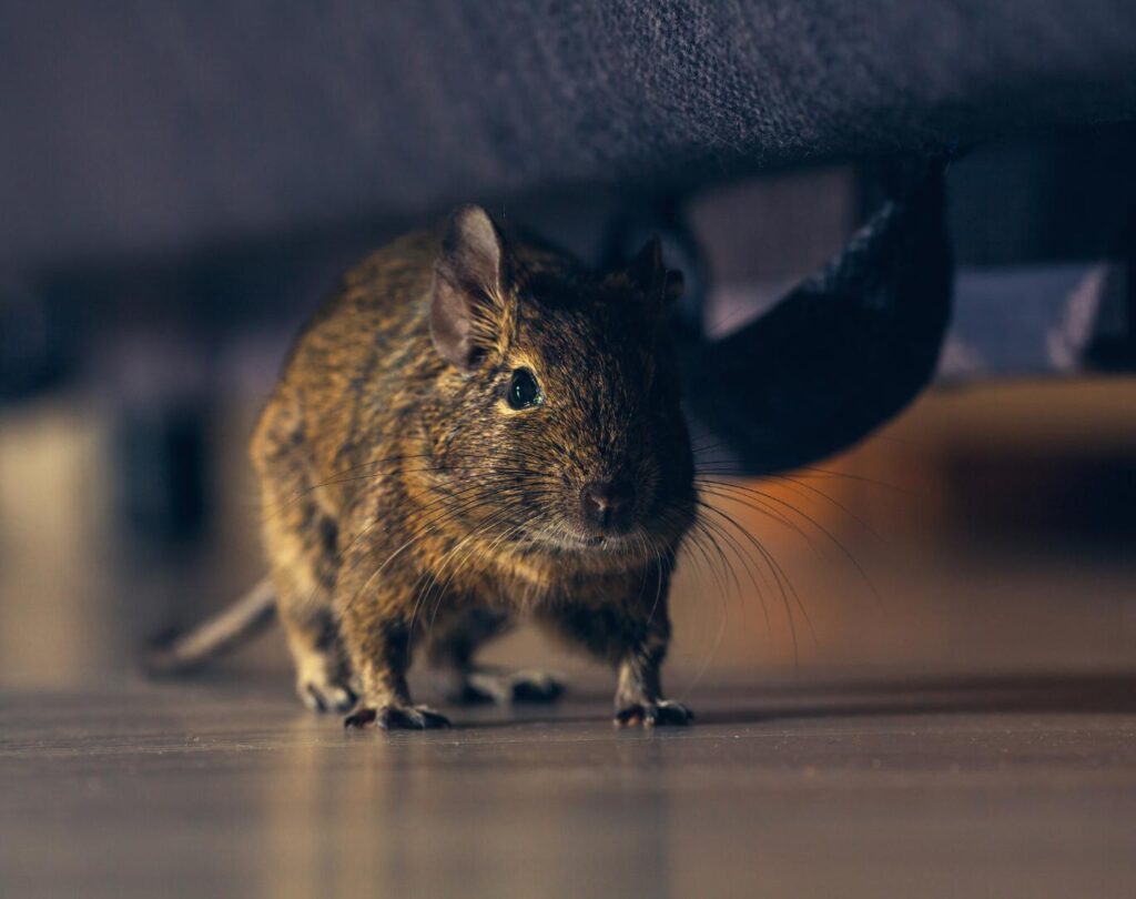 Local rodent control near me in Round Rock, TX with proven results