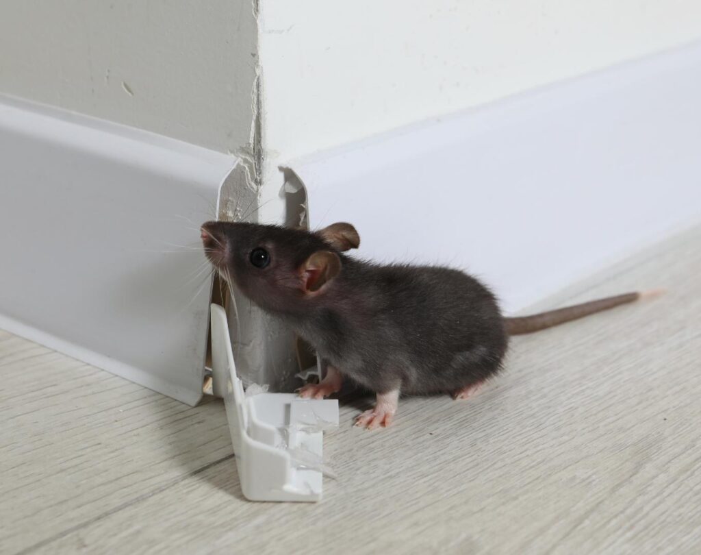 Local rodent control near me in Austin, TX with proven results