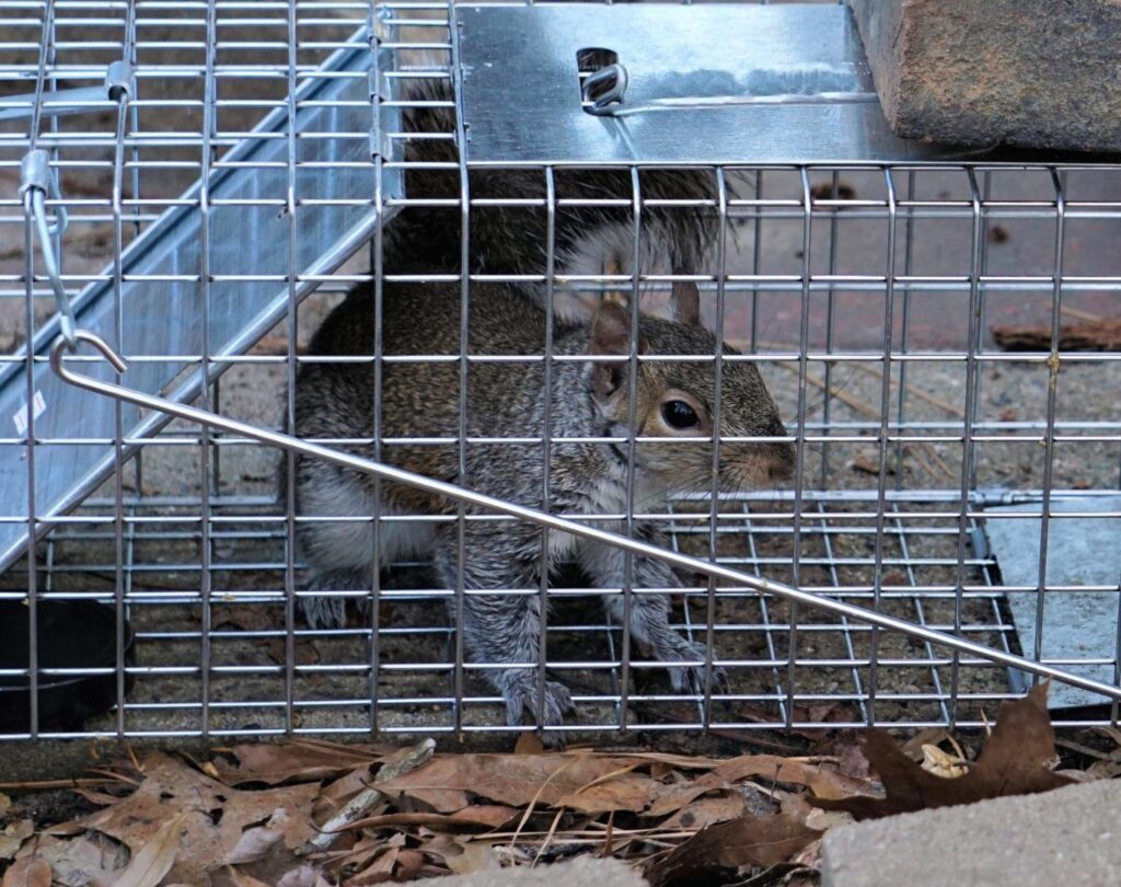 Professional rodent control in Austin, TX for safe pest removal
