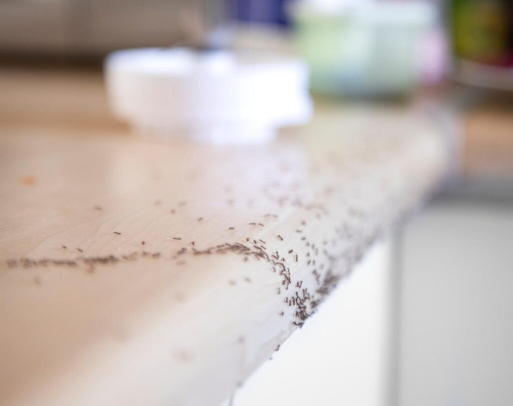 Professional ant control in Hutto, TX eliminating indoor ant infestations