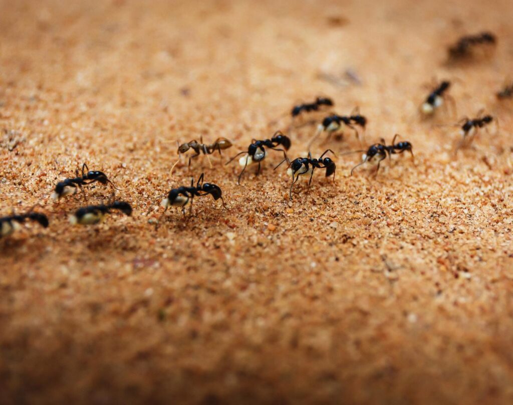 Professional ant control in Leander, TX for safe pest removal