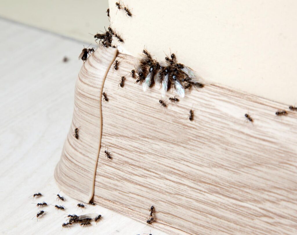 Professional ant control in Liberty Hill, TX removing household ant infestations