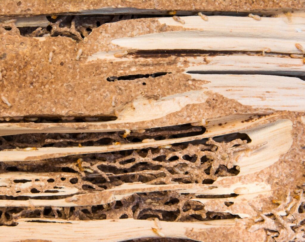 Professional termite control in Austin, TX protecting home structures