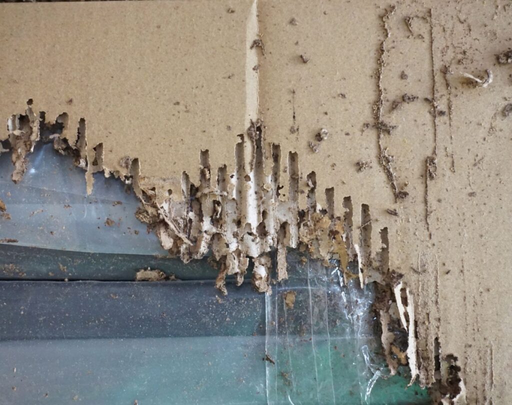Professional termite control in Leander, TX protecting home structures