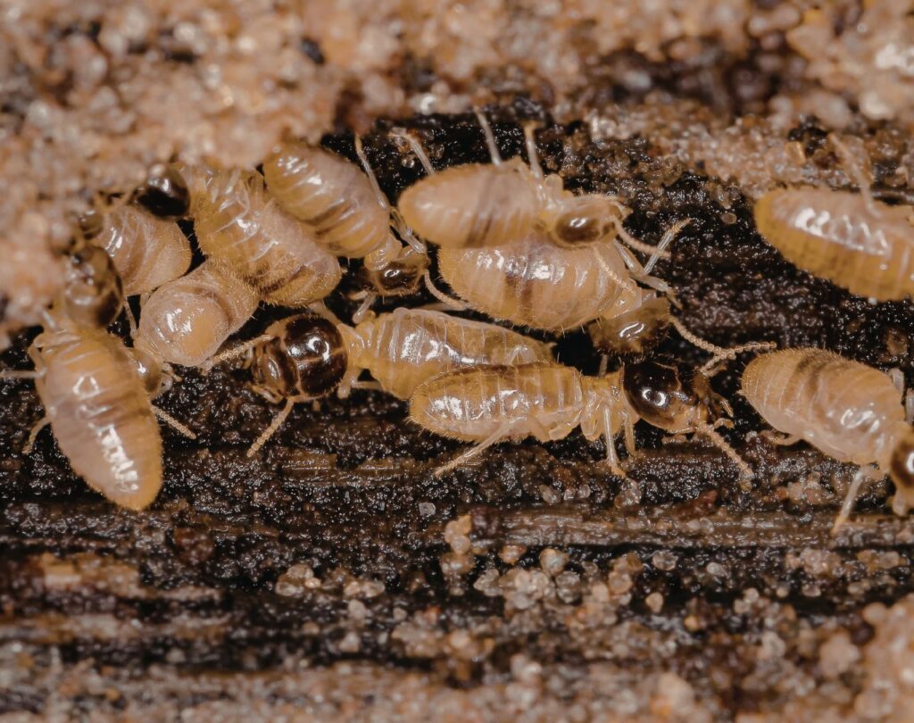 Professional termite control in Pflugerville, TX protecting home structures