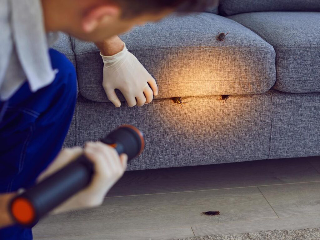 Professional termite inspection in Leander, TX for residential properties