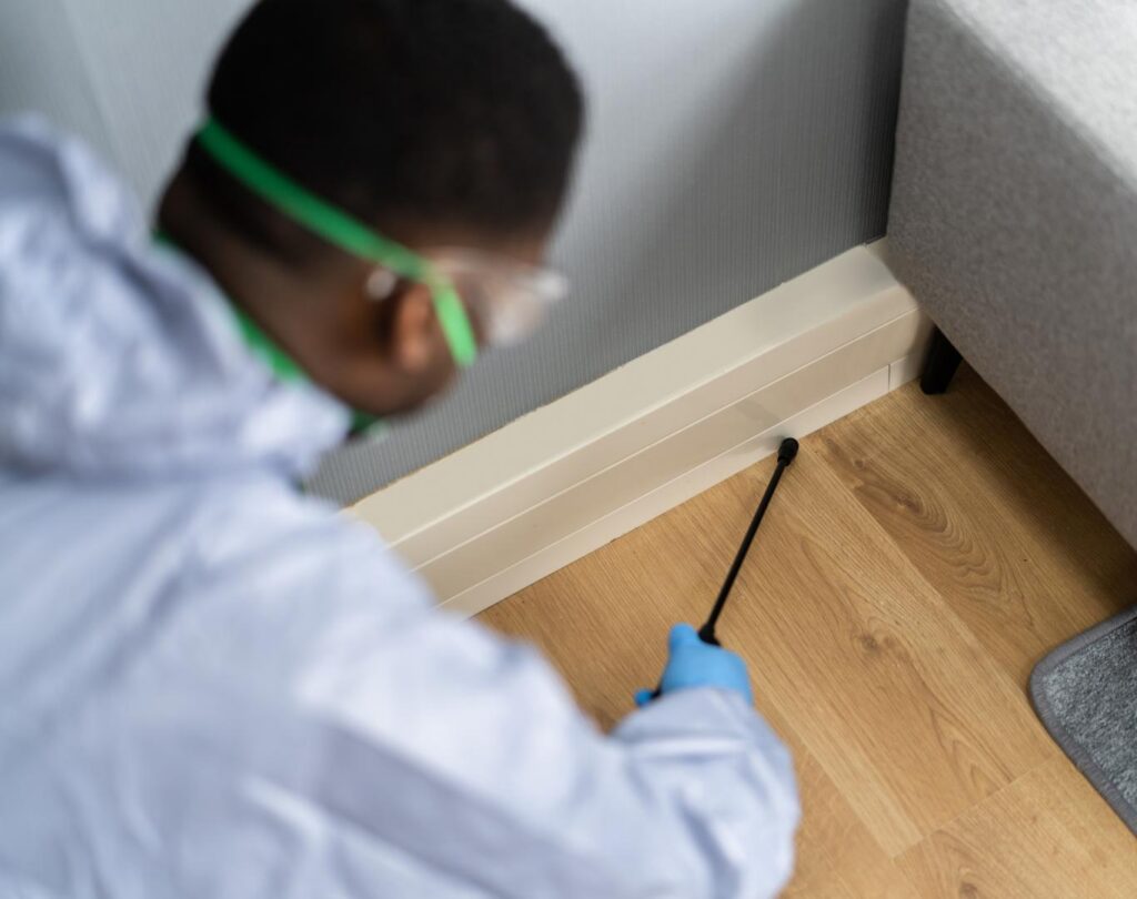 Local termite inspection near me in Round Rock, TX with detailed structural evaluations