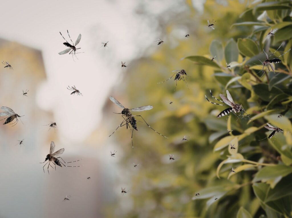 Local mosquito pest control near me in Leander, TX with targeted mosquito treatments