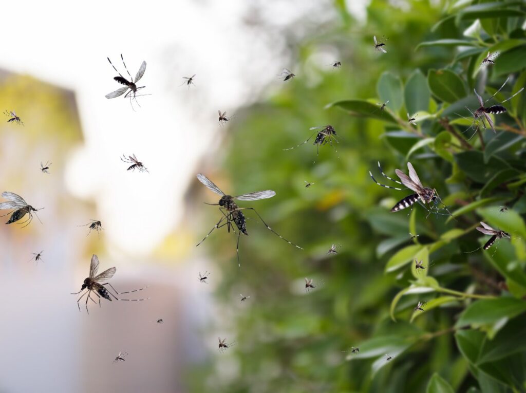 Local mosquito pest control near me in Liberty Hill, TX with targeted mosquito treatments