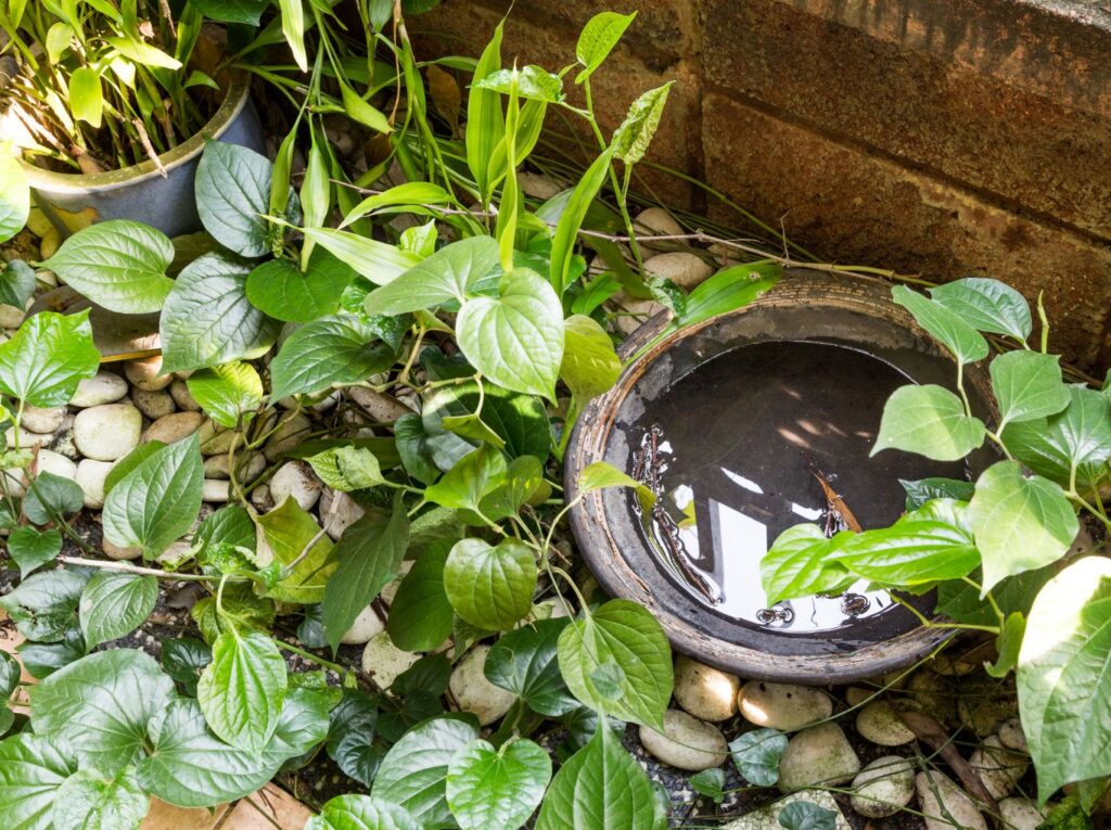 Professional mosquito pest control in Cedar Park, TX protecting outdoor living spaces