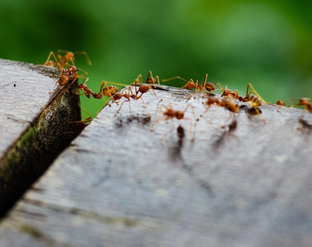 Targeted Ant Pest Control in Leander, TX for ants entering residential properties