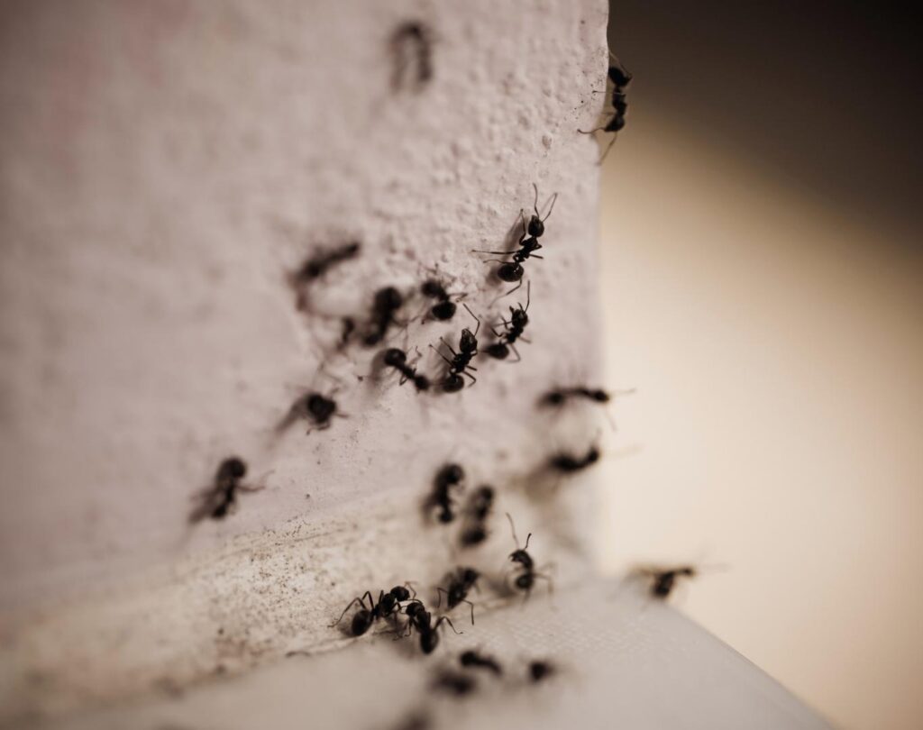 Technician providing Ant Pest Control near me in Pflugerville, TX around property entry points
