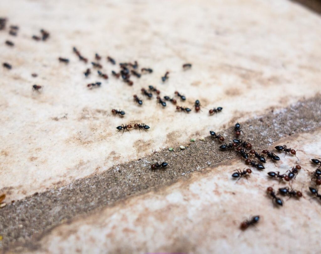 Targeted Ant Pest Control in Cedar Park, TX for persistent residential ant colonies