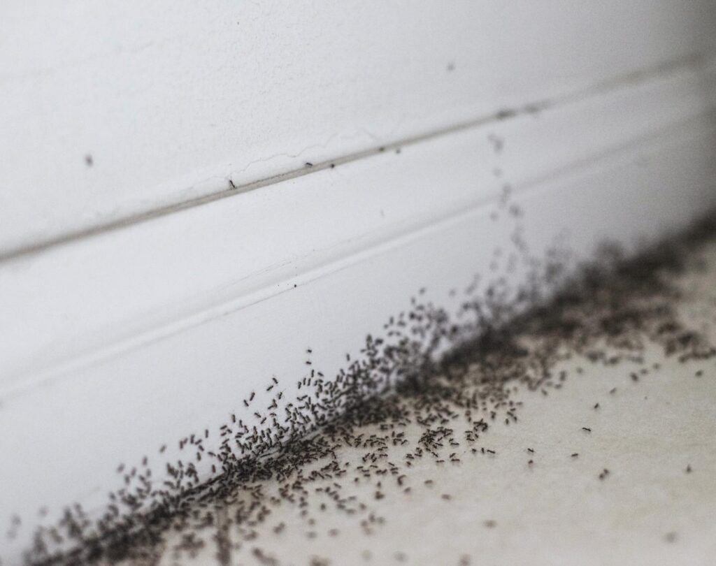 Targeted Ant Pest Control in Hutto, TX for ants entering residential spaces