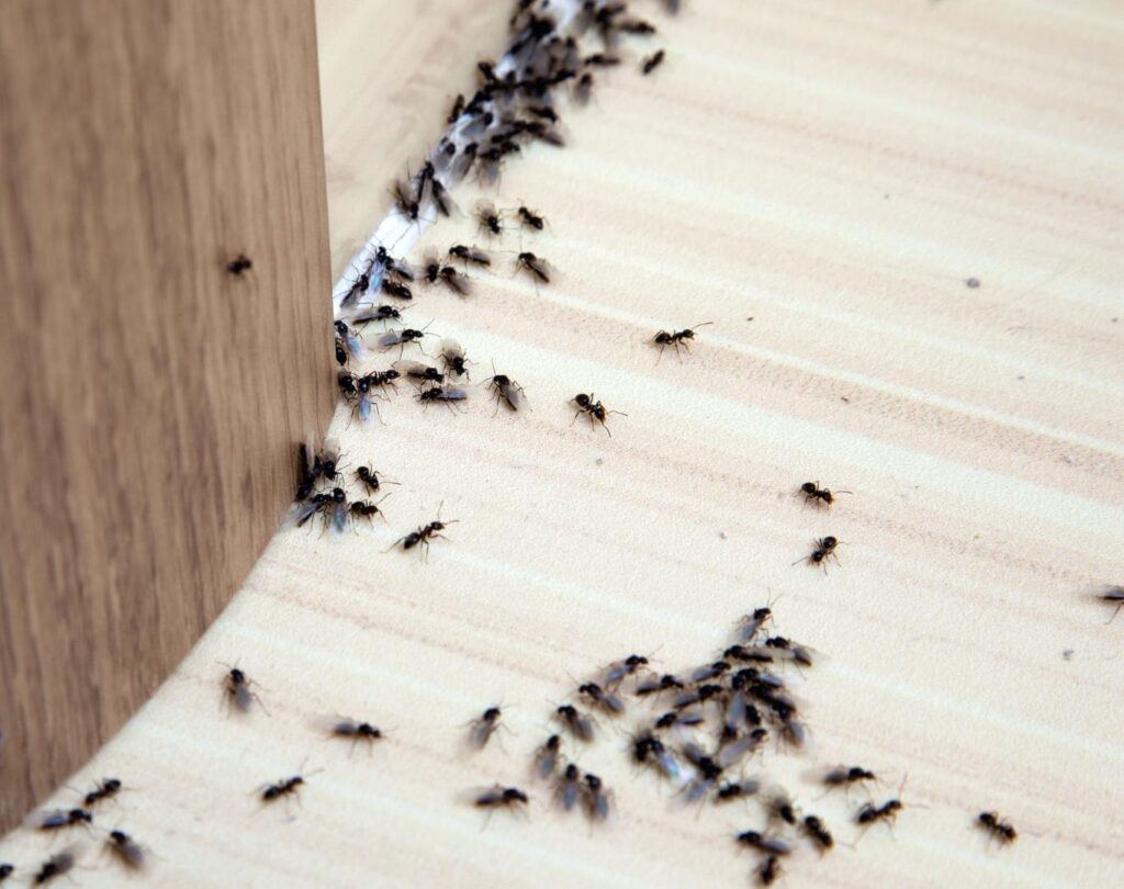 Targeted Ant Pest Control in Round Rock, TX for recurring household ant activity