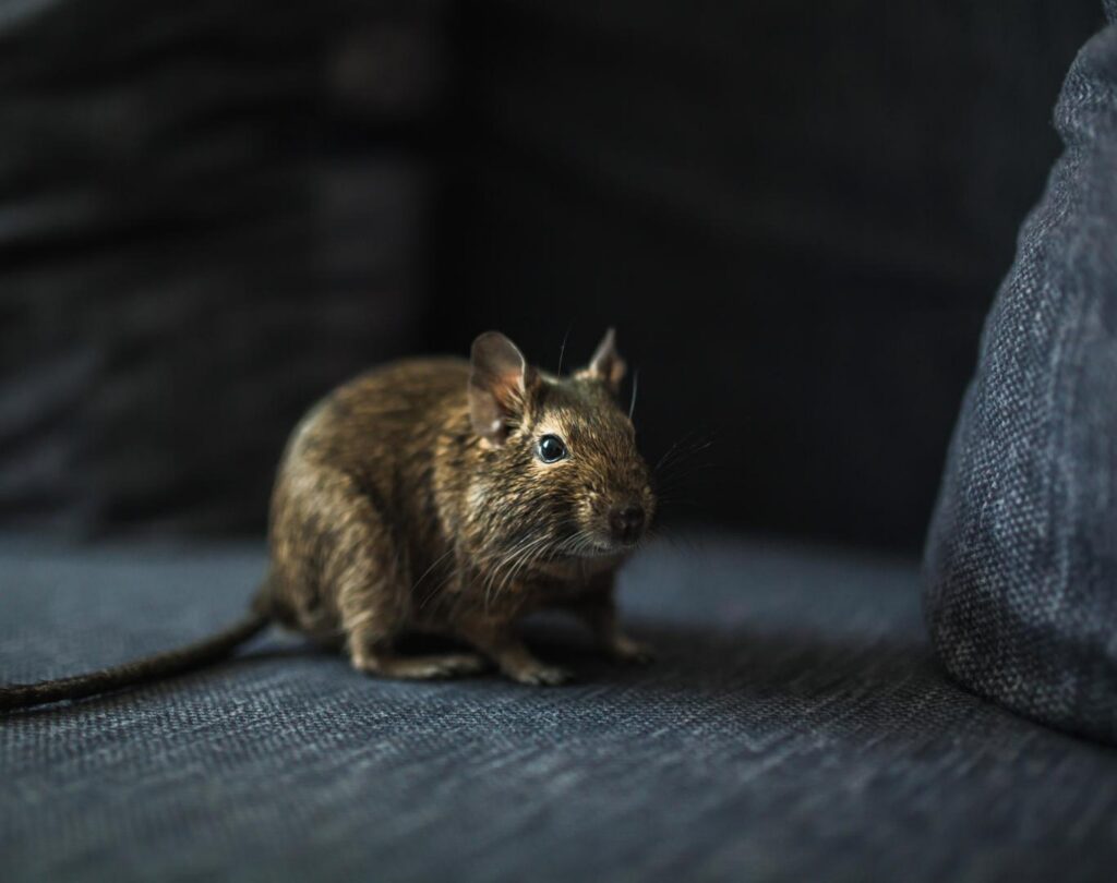 Targeted Rat Pest Control in Austin, TX for signs of indoor rodent activity