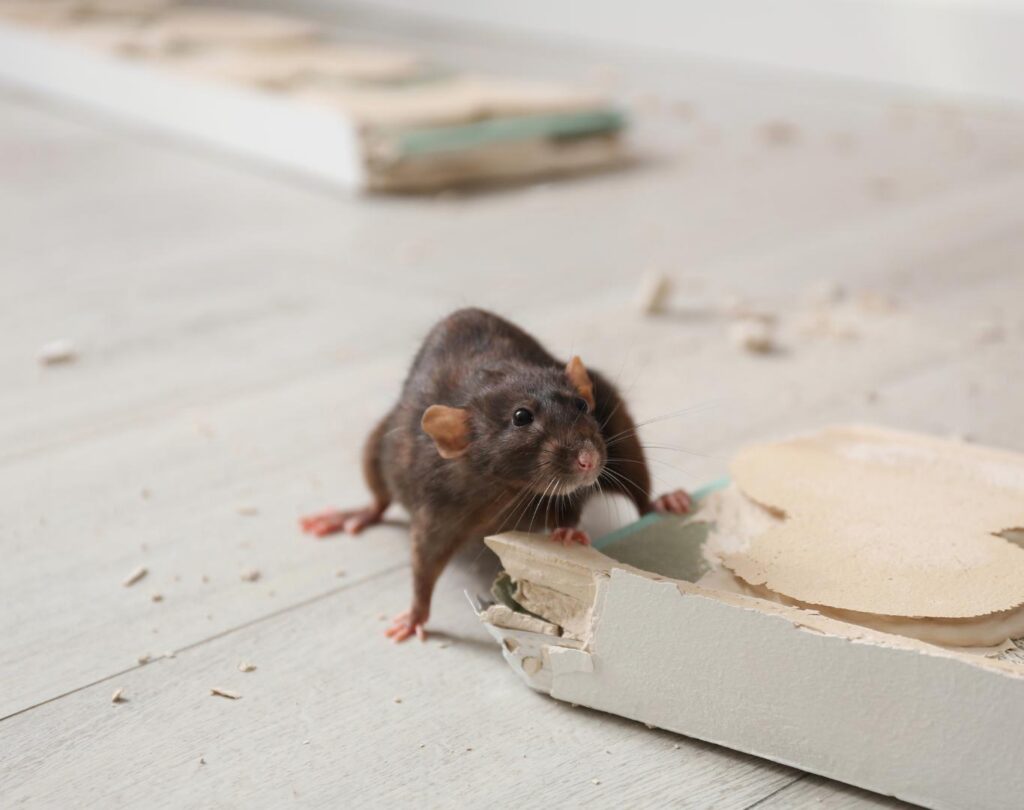 Targeted Rat Pest Control in Pflugerville, TX for residential rodent activity